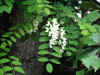 ACACIA.jpg (25866 byte)