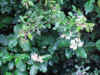ARBUSTIFIORIBIANCHI.jpg (30682 byte)