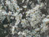 BIANCOSPINO.jpg (32607 byte)