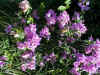 BUCANVILLEVIOLA.jpg (41219 byte)