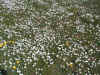 CAMPOMARGHERITE.jpg (42985 byte)