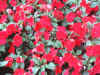 FIORDIVETRO.jpg (34282 byte)