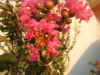 FIOREROSA.jpg (22707 byte)