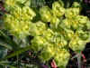 FIOREVERDE.jpg (26799 byte)