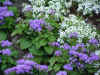 FIORIBIANCHIVIOLA.jpg (36558 byte)
