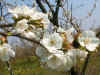 FIORICILIEGI.jpg (27897 byte)