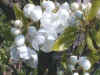 FIORICIL.jpg (21441 byte)