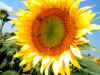 GIRASOLE.jpg (30489 byte)