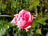 ROSAROSA.jpg (26314 byte)